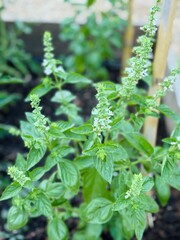 Flowering basil plant in garden setting.
