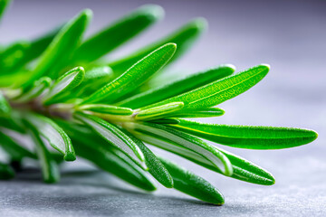 Fresh green rosemary sprigs with vibrant leaves, showcasing fine details and textures, placed on a smooth gray surface, highlighting the natural beauty and culinary potential of this aromatic herb