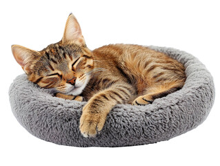 Tabby cat sleeping in gray pet bed isolated on transparent background