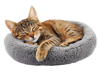 Tabby cat sleeping in gray pet bed isolated on transparent background