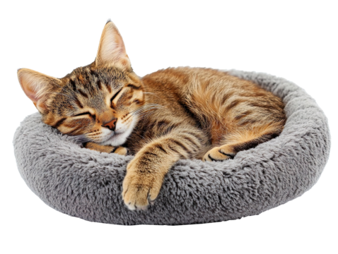 Tabby cat sleeping in gray pet bed isolated on transparent background