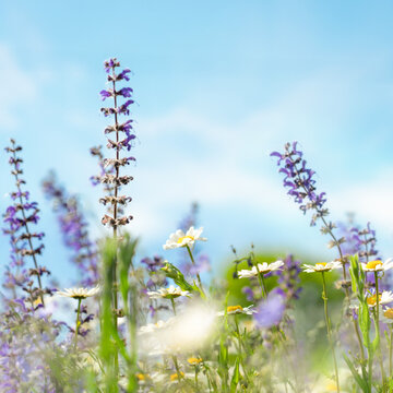 Abstract natural background with wild sage blooming flowers and skies as backgrounds