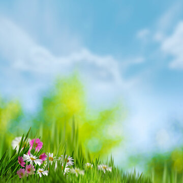 Peaceful background of wild grasses gently swaying in the wind on a sunny day.  Captures the calm atmosphere of rural life and summer stillness.