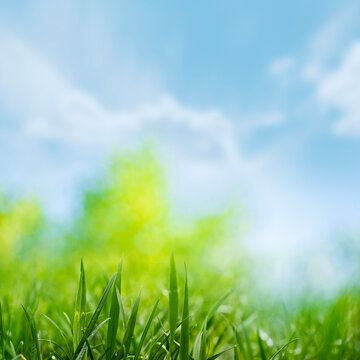 Peaceful background of wild grasses gently swaying in the wind on a sunny day.  Captures the calm atmosphere of rural life and summer stillness. Ideal for meditation and relaxation content