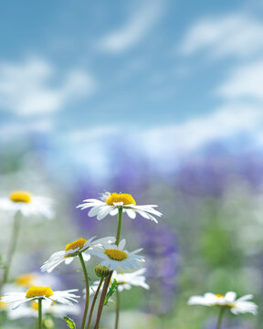 Abstract natural background with white daisy blooming flowers and blured  backgrounds