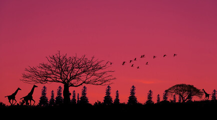 Amazing sunset and sunrise.Panorama silhouette tree on africa.Dark tree on open field dramatic...