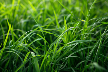 Obraz premium Lush Green Grass Close-Up