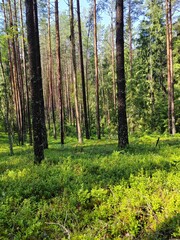 Obraz premium forest in the morning
