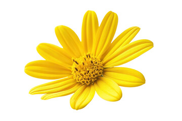 Bright Yellow Flower Isolated on Black Background Single Bloom Floral Beauty Botanical Wonder