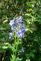 Summer blue flowers. Close up polemonium caeruleum known as Greek valerian with blurred green background in summer garden. Beautiful long blue flowers blooming background