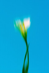 Dream Haze: Abstract Flower Poster