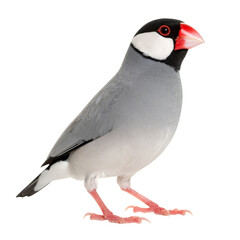 Obraz premium Java Finch Standing Upright in Side Profile with Smooth Grey Plumage, Isolated on White