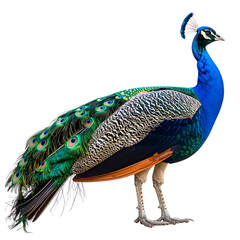 Obraz premium Side Profile of Peacock with Partially Opened Tail Feathers in Motion, Isolated on Transparent PNG