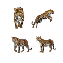 Four majestic leopards are posed against a white background, showcasing their graceful poses and distinctive spotted coats.