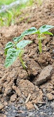 Tree nurturing before planting