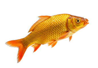 Golden Carp A Glimpse of Aquatic Elegance