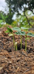 Tree nurturing before planting