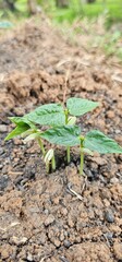 Tree nurturing before planting