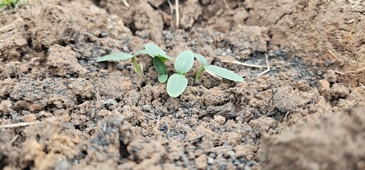 Tree nurturing before planting