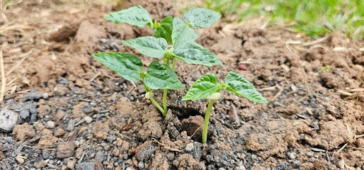 Tree nurturing before planting