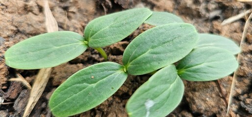 Tree nurturing before planting