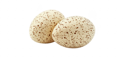 Two speckled eggs close up view on transparent png background