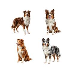Four beautiful Australian Shepherds showcase diverse coat patterns against a sleek black backdrop, ideal for pet lovers and design projects.