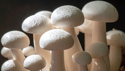 mushrooms on black background