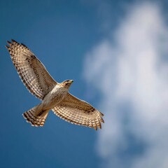 Majestic broad winged hawk soaring high against a backdrop of wispy white clouds and deep blue sky