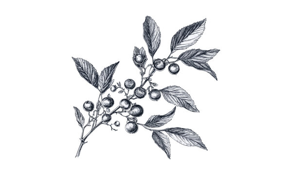 Vintage huckleberry engraving, retro botanical illustration, hand-drawn food print, black sketch, old engraving style, trendy decor, rustic berry art, classic fruit drawing, farmhouse wall art