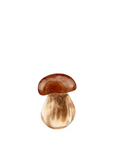 White mushrooms, watercolor illustration without background