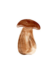 White mushrooms, watercolor illustration without background