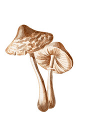 Brown forest mushrooms, watercolor illustration