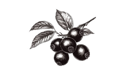 Vintage jabuticaba fruit sketch, black berry engraving, botanical decor, trendy exotic print, old engraving style, natural vintage illustration, tropical plant art, classic fruit drawing