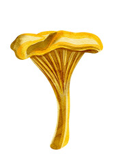 Yellow chanterelle mushroom, watercolor illustration