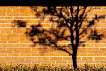 Silhouette of a tree cast on a brick wall
