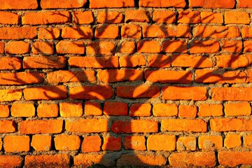 Shadow of a bare tree on an orange brick wall