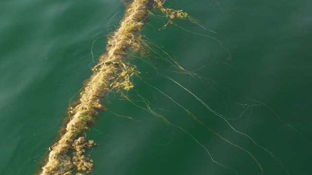 Dock rope covered with algae in shallow green water on a sunny summer afternoon. Close up. Lofoten Islands, Norway.