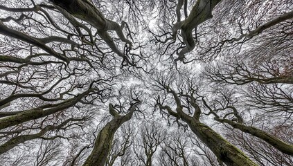 Twisted treetops reaching upwards