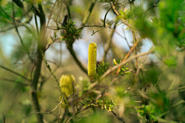 Australian native plant - close up of banksia marginata in tree, also commonly known as silver...