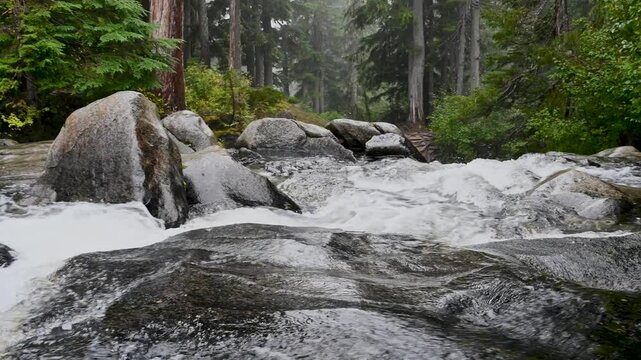 rushing stream flowing over rocks in a dense forest wilderness, Mount Rainier National Park