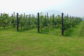 rows of grapes agriculture vineyard