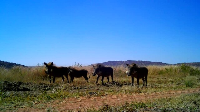 Comical warthog family caught on camera trap cautious around foreign object