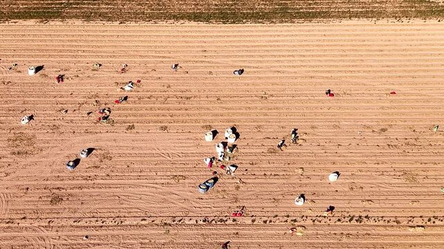 Casual farm laborers toil away in sandy farm land harvesting onions, aerial
