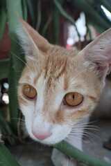 Orange tabby kittens enjoying a day in the sun, in the park, in the green, and in the shade.