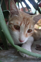 Orange tabby kittens enjoying a day in the sun, in the park, in the green, and in the shade.