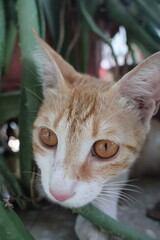 Orange tabby kittens enjoying a day in the sun, in the park, in the green, and in the shade.