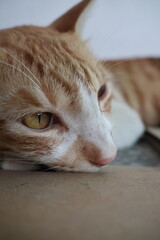 Orange tabby kittens enjoying a day in the sun, in the park, in the green, and in the shade.
