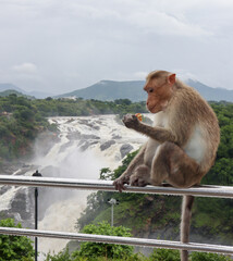 An Indian Monkey looking at its hand with biscuits and sitting on a barricade rail in the Shimsha...