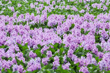 Colorful 'Water Hyacinth' flowers in lavender pinkish hue, free floating perennial aquatic plant,...
